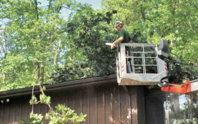 Keep Tree Limbs Trimmed to a Safe Distance From Your Roof